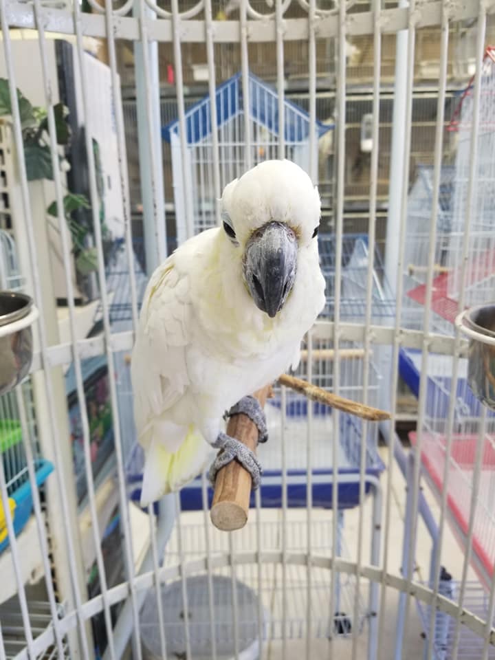 Birds