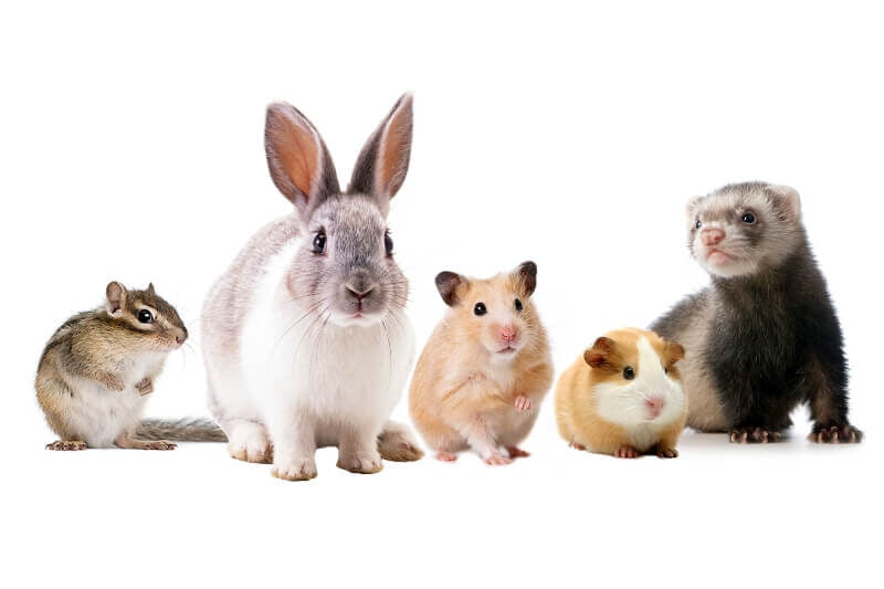 Small Animals